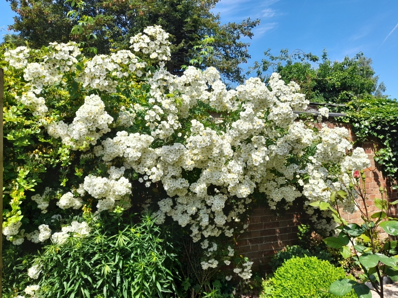 The Secret Garden at Wigston Framework Knitters Museum